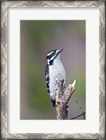 Framed British Columbia, Downy Woodpecker bird, male (front view)