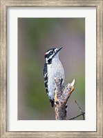 Framed British Columbia, Downy Woodpecker bird, male (front view)
