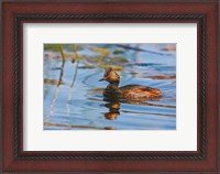 Framed British Columbia, Eared Grebe bird in marsh