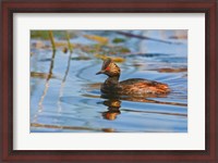 Framed British Columbia, Eared Grebe bird in marsh