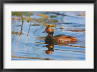 Framed British Columbia, Eared Grebe bird in marsh