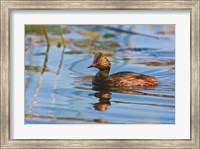 Framed British Columbia, Eared Grebe bird in marsh