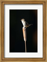 Framed British Columbia, Marsh Wren bird from a cattail