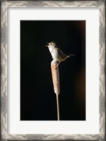 Framed British Columbia, Marsh Wren bird from a cattail