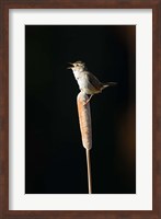 Framed British Columbia, Marsh Wren bird from a cattail