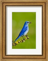 Framed British Columbia, Mountain Bluebird with caterpillars