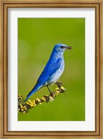Framed British Columbia, Mountain Bluebird with caterpillars