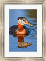 Framed British Columbia, Red-necked Grebe bird in lake