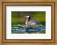 Framed British Columbia, Red-necked Grebe bird on nest