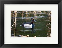 Framed British Columbia, Ring-necked Duck in marsh