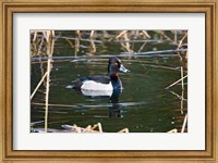 Framed British Columbia, Ring-necked Duck in marsh