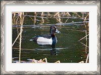 Framed British Columbia, Ring-necked Duck in marsh