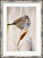 Framed British Columbia, Song Sparrow bird on cattail