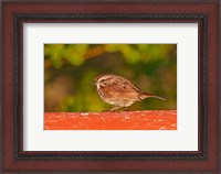 Framed British Columbia, Song Sparrow bird, bridge raining