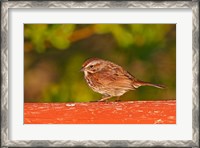 Framed British Columbia, Song Sparrow bird, bridge raining