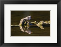 Framed British Columbia, Spotted Sandpiper, Deadwood