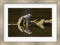 Framed British Columbia, Spotted Sandpiper, Deadwood