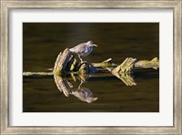 Framed British Columbia, Spotted Sandpiper, Deadwood