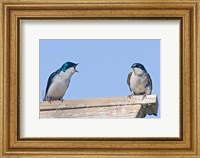 Framed British Columbia, Tree Swallows perched on bird house