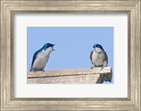 Framed British Columbia, Tree Swallows perched on bird house