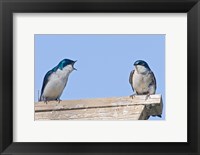 Framed British Columbia, Tree Swallows perched on bird house