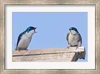 Framed British Columbia, Tree Swallows perched on bird house