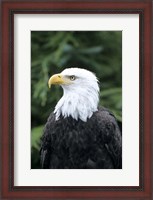 Framed Bald eagle, British Columbia, Canada