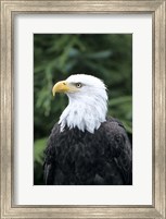 Framed Bald eagle, British Columbia, Canada