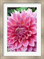 Framed Dahlia flower, Butchart Gardens, British Columbia