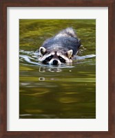 Framed Common Raccoon, Stanley Park, British Columbia