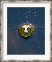 Framed Bullfrog, Stanley Park, British Columbia