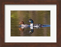 Framed British Columbia, near Kamloops, Common Goldeneye ducks