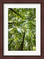 Framed Woods, Shenandoah National Park