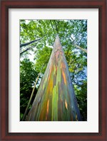 Framed Painted Eucalyptus