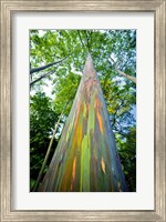 Framed Painted Eucalyptus