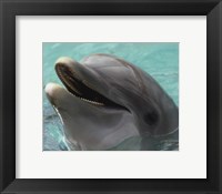 Framed Dolphin - up close