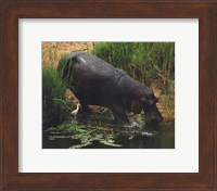 Framed Hippopotamus