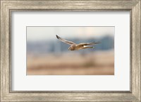 Framed British Columbia Boundary Bay, Northern Harrier bird