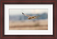 Framed British Columbia Boundary Bay, Northern Harrier bird