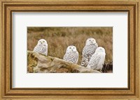 Framed Flock of Snowy Owl, Boundary Bay, British Columbia, Canada