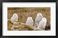 Framed Flock of Snowy Owl, Boundary Bay, British Columbia, Canada