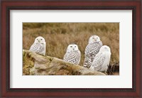 Framed Flock of Snowy Owl, Boundary Bay, British Columbia, Canada