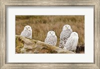 Framed Flock of Snowy Owl, Boundary Bay, British Columbia, Canada
