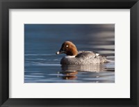 Framed Common Goldeneye Hen, Vancouver, British Columbia, Canada