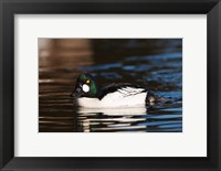 Framed British Columbia, Vancouver, Common Goldeneye duck