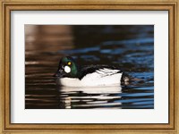 Framed British Columbia, Vancouver, Common Goldeneye duck