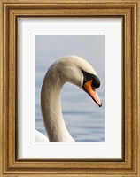 Framed British Columbia, Vancouver, Mute Swan bird