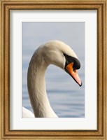 Framed British Columbia, Vancouver, Mute Swan bird