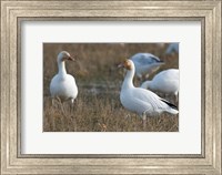 Framed British Columbia, Westham Island, Snow Goose bird