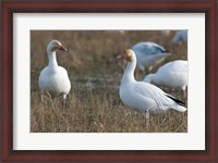 Framed British Columbia, Westham Island, Snow Goose bird